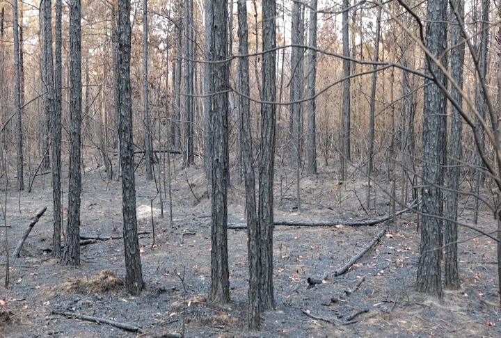 Louisiana wildfires causing landowners substantial losses